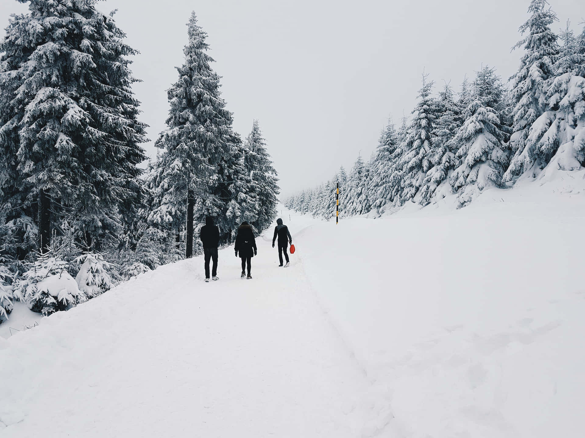 三個人走在冬季森林的雪徑上。