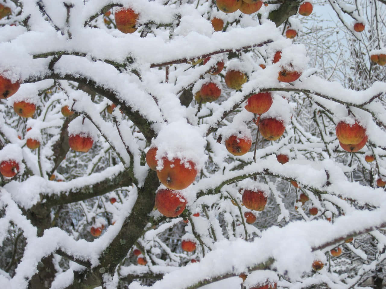 冬日裡，白雪覆蓋的樹枝上掛滿了鮮紅的蘋果。