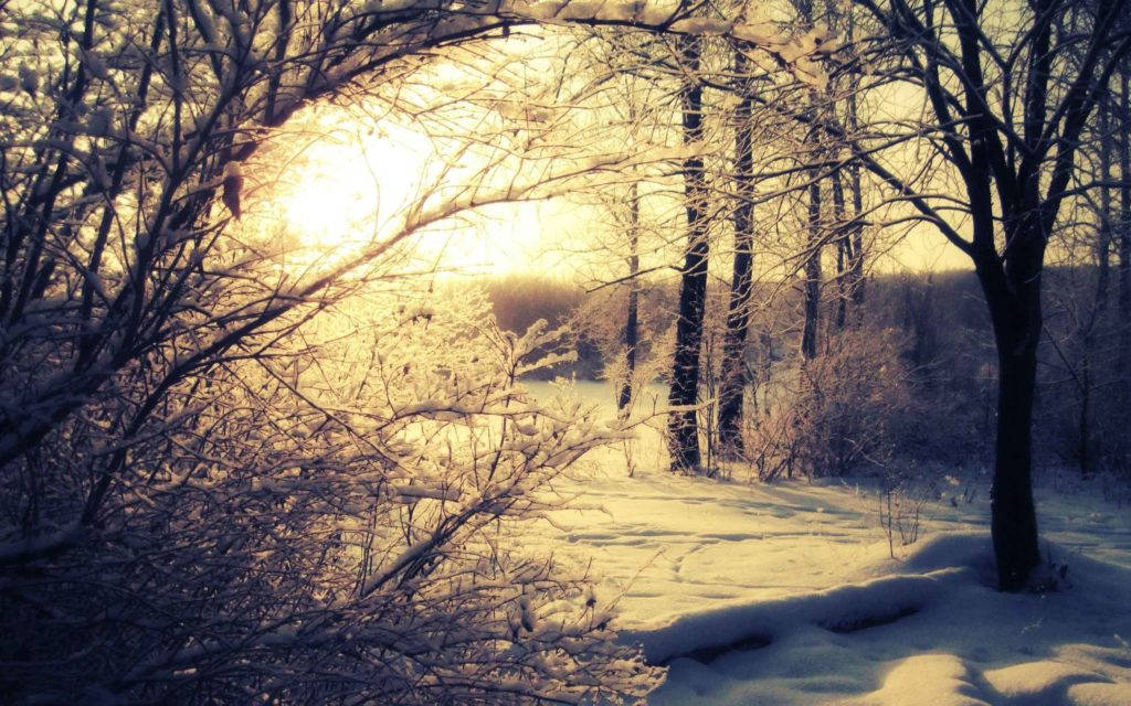雪景日出自然風景 壁紙 — 陽光穿過白雪覆蓋的裸露樹枝，灑落在寧靜的冬季森林小徑上。
