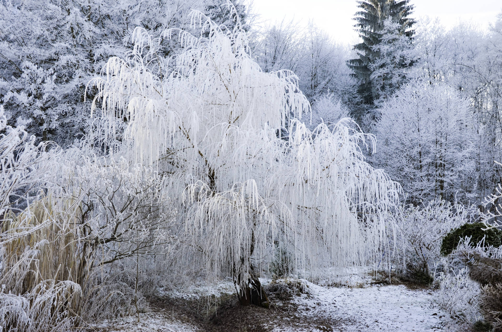 在白雪皚皚的冬季森林中，被冰覆蓋的冰凍柳樹。