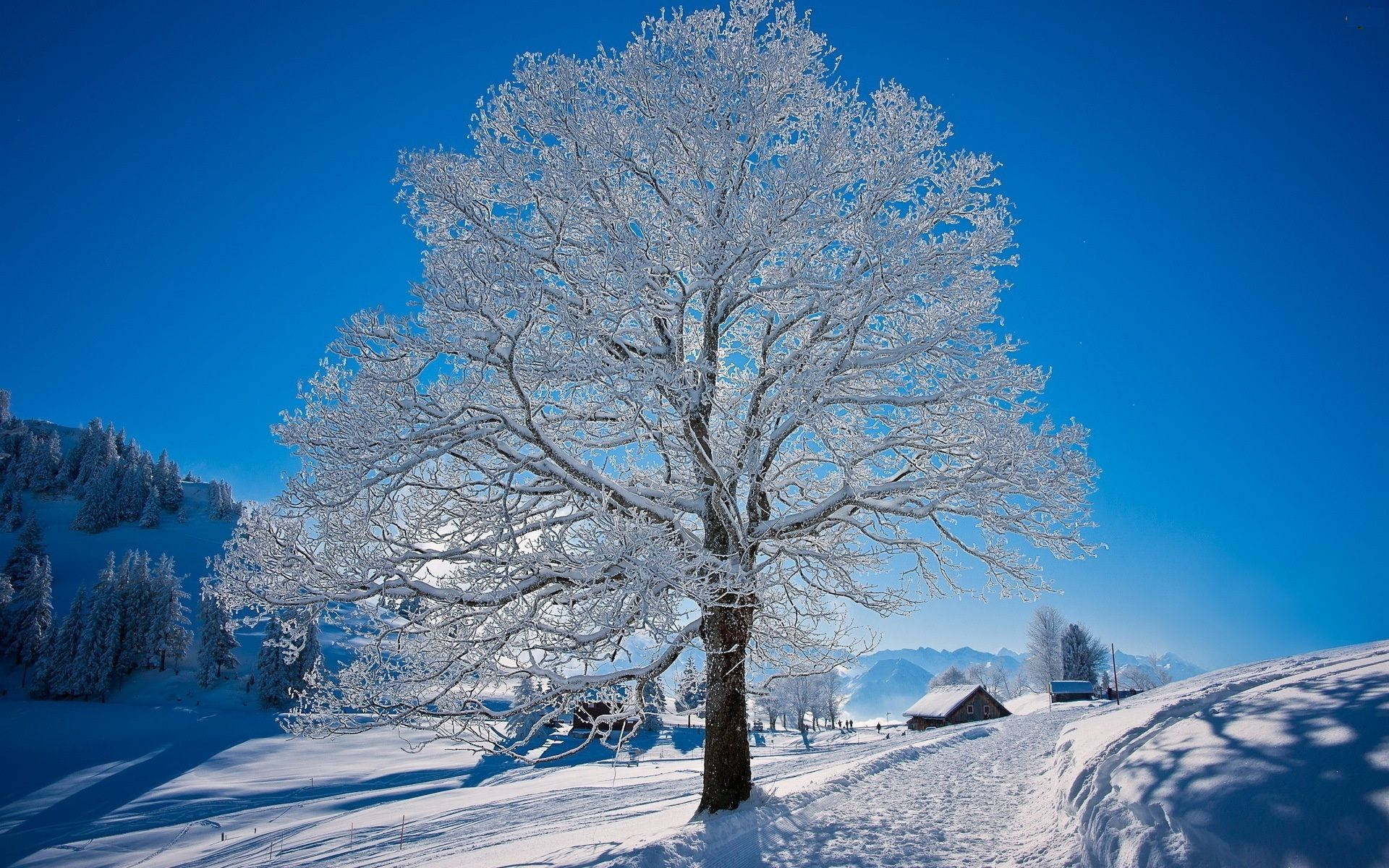 雪景樹木 壁紙 — 一棵孤獨的雪覆蓋的樹在寧靜的冬季山谷中高聳於鮮豔的藍天下。