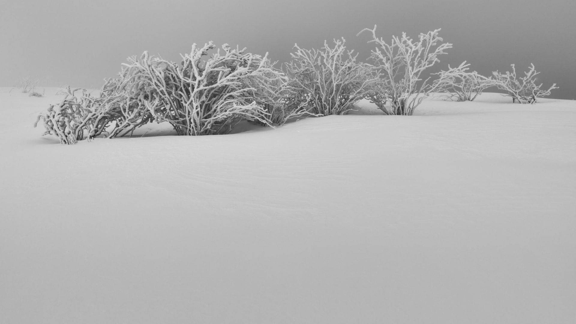 灰色冬日天空下，雪地裡的霜凍灌木。 — 美學白色動態圖 壁紙