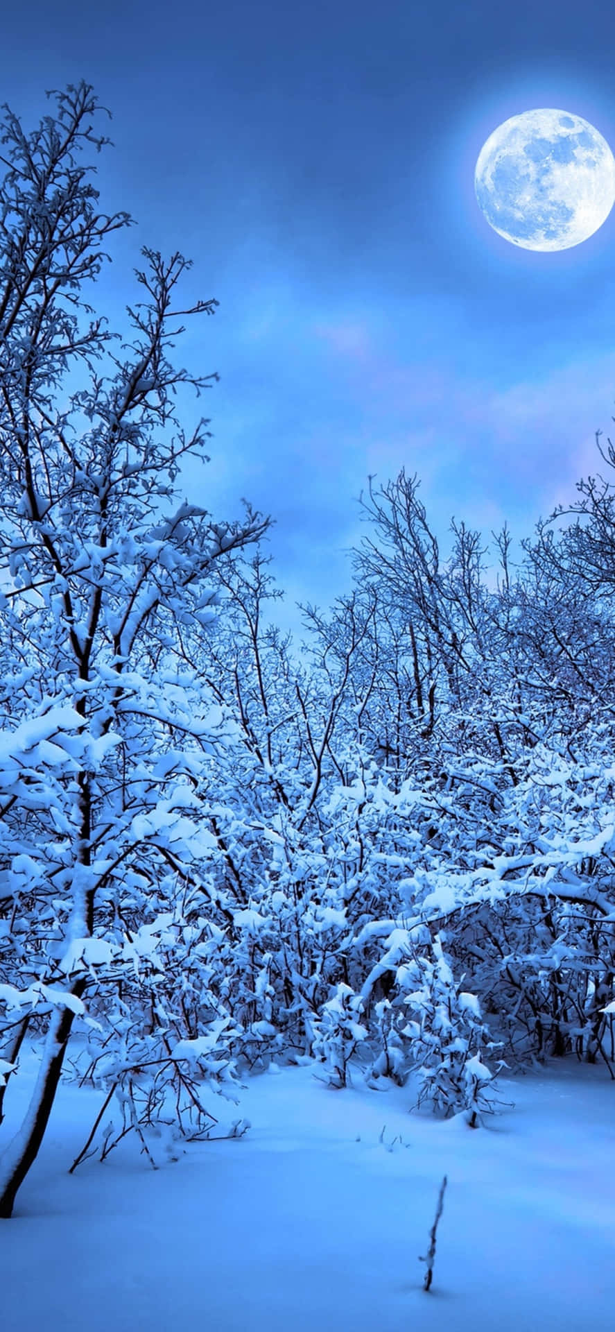 冬夜滿月下的雪覆樹木