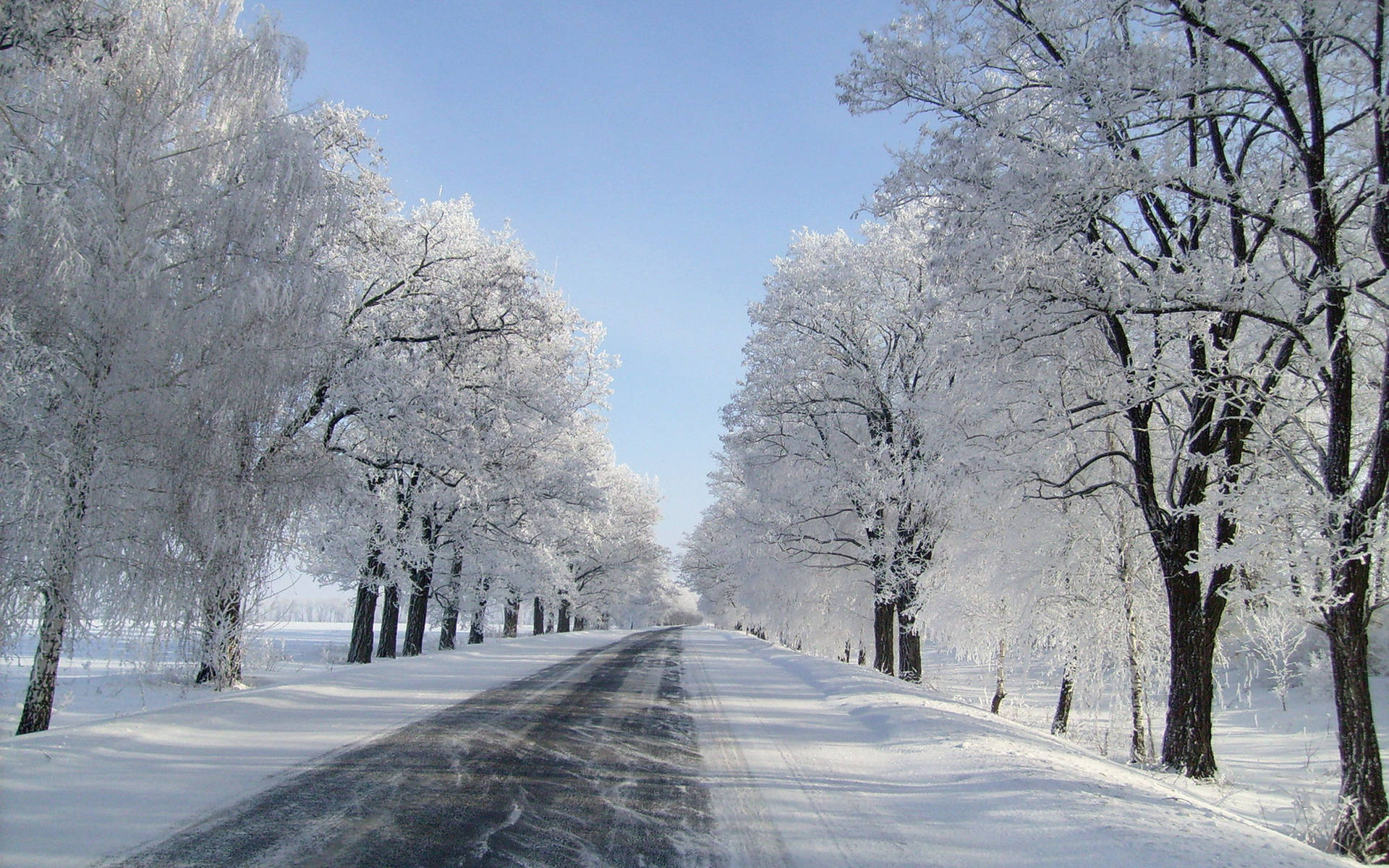 晴朗藍天下，兩旁結霜樹木的雪路