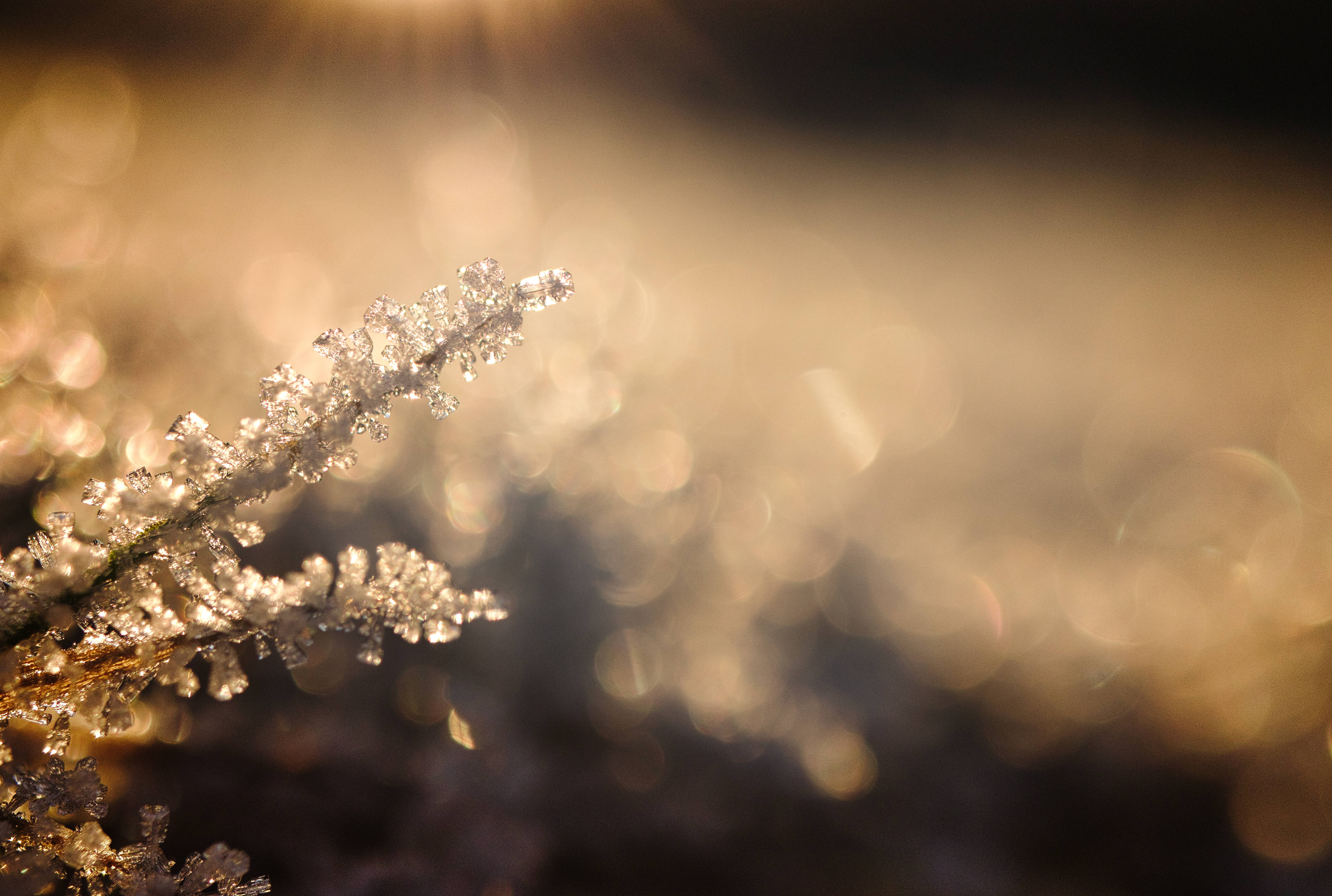 雪晶冬季桌面 壁紙 — 陽光穿過樹枝上精緻的霜晶，在柔和的金色散景背景下閃爍。