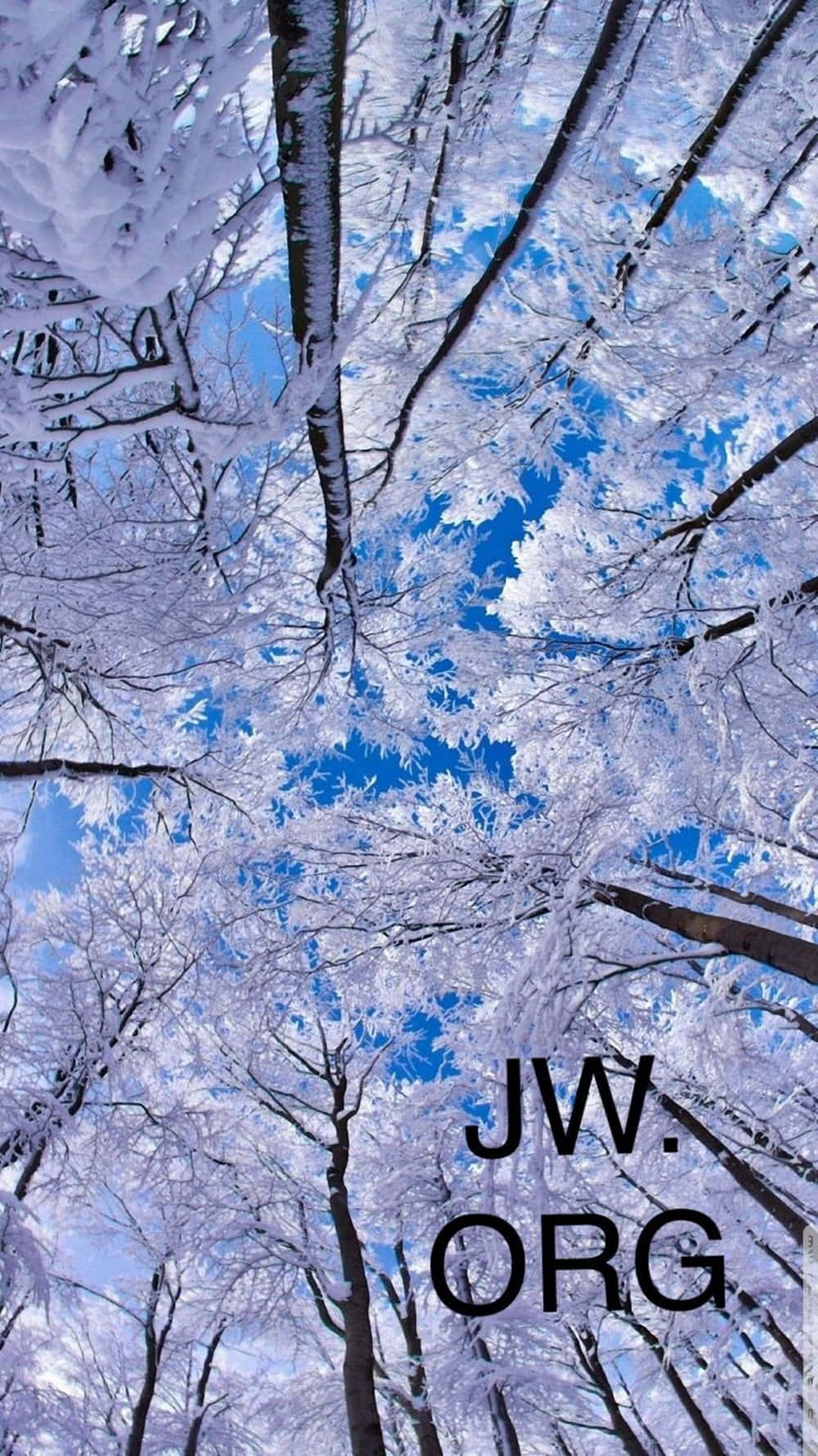 冬天時，積雪的樹木伸向清澈的藍天。 — 雪 壁紙