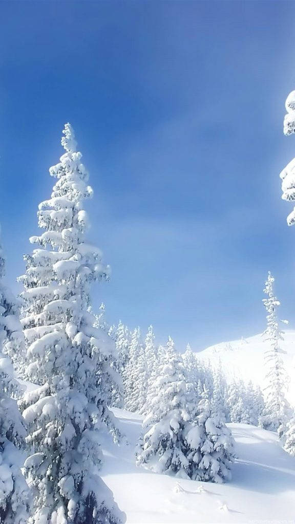 雪松自然 iPhone 背景 壁紙 — 積雪的常青樹在寧靜的冬日森林中，高聳於清澈的藍天之下。