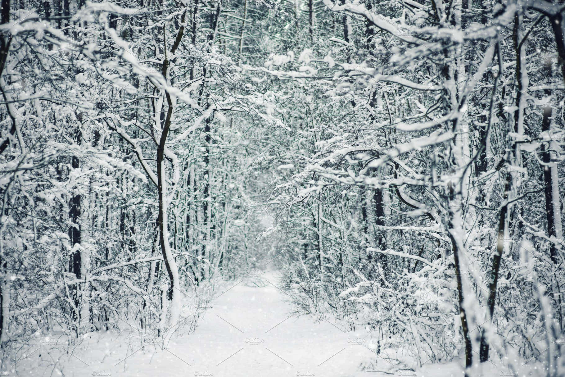 雪林中的冬季仙境 壁紙 — 一條寧靜的冬季森林小徑，鋪滿了新雪，積雪的樹枝在頭頂彎曲。
