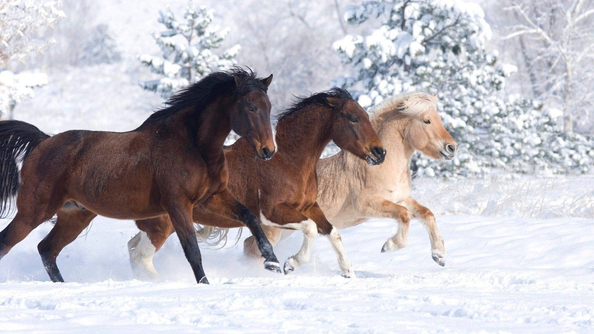 冬天喺雪林入面奔跑嘅三匹馬。