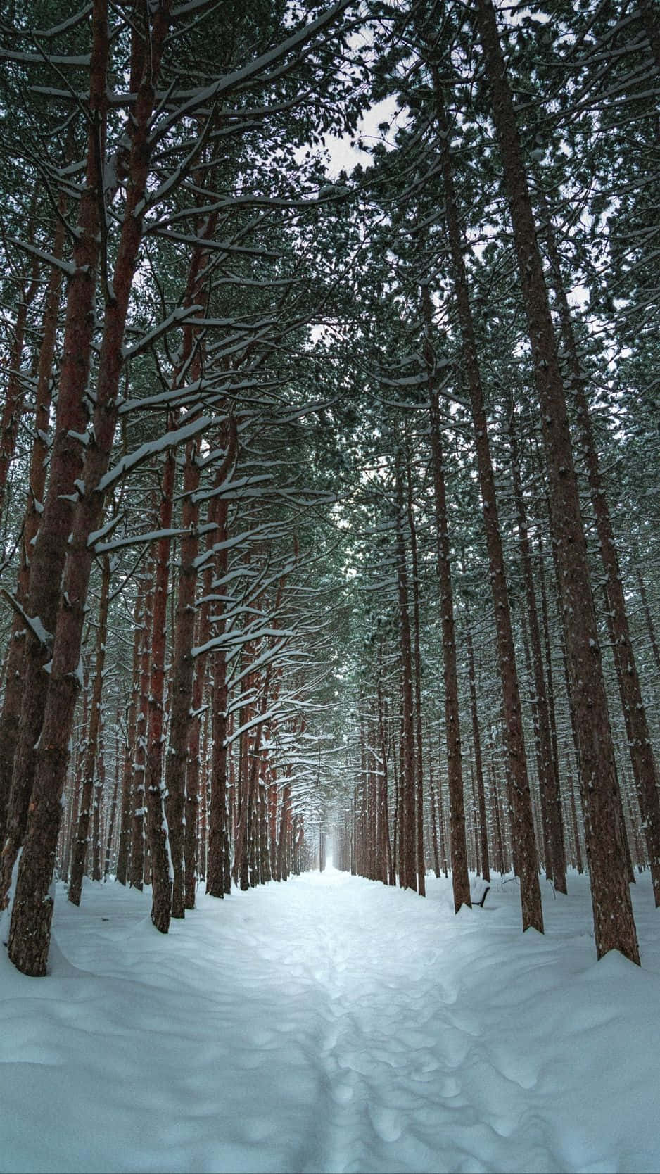 雪林中的寧靜冬日 壁紙 — 一條被雪覆蓋的松樹林小徑在蒼白的冬日天空下延伸至遠方。