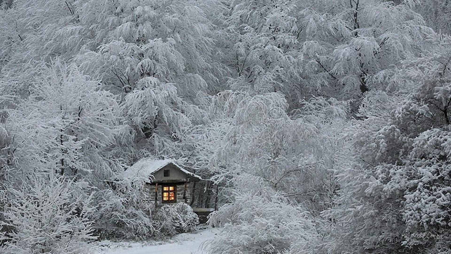 雪林中的溫馨木屋 壁紙 — 一間舒適的小屋坐落在白雪皚皚的森林中，結霜的樹木從亮著燈的窗戶散發出溫暖的光芒。