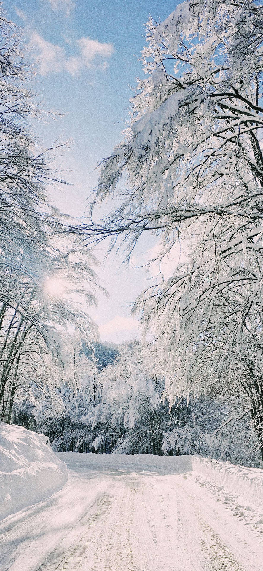 晴朗藍天下，兩旁掛霜樹木的雪路。