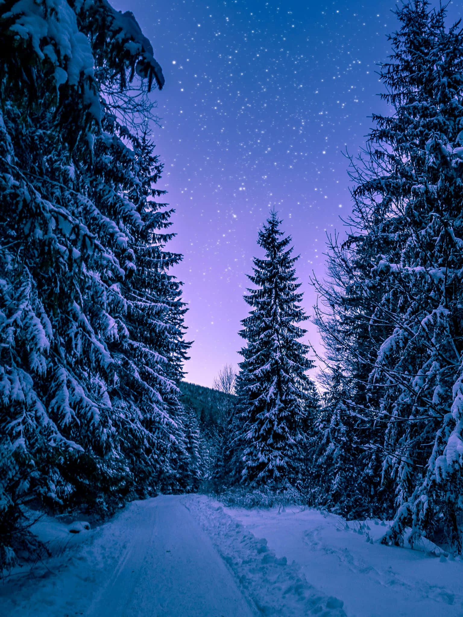 雪林的寧靜之美 壁紙 — 一條白雪覆蓋的森林小徑在繁星點點的紫色夜空下蜿蜒，兩旁是高聳的松樹。