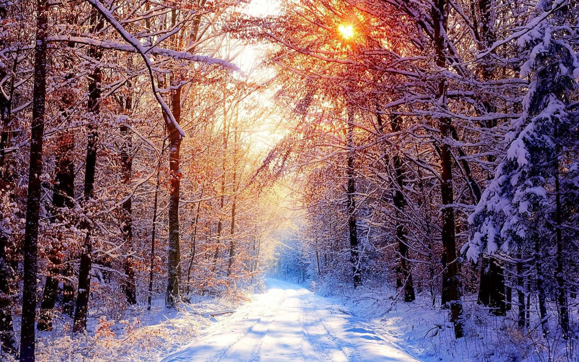 陽光穿過白雪覆蓋的樹木，灑在寧靜的冬季森林小徑上。