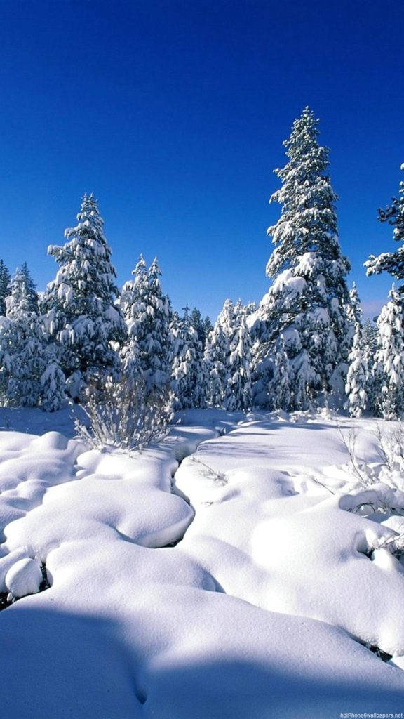 雪林自然 iPhone 背景 壁紙 — 白雪覆蓋著常綠樹，在晴朗的藍天下，寧靜的冬日森林。