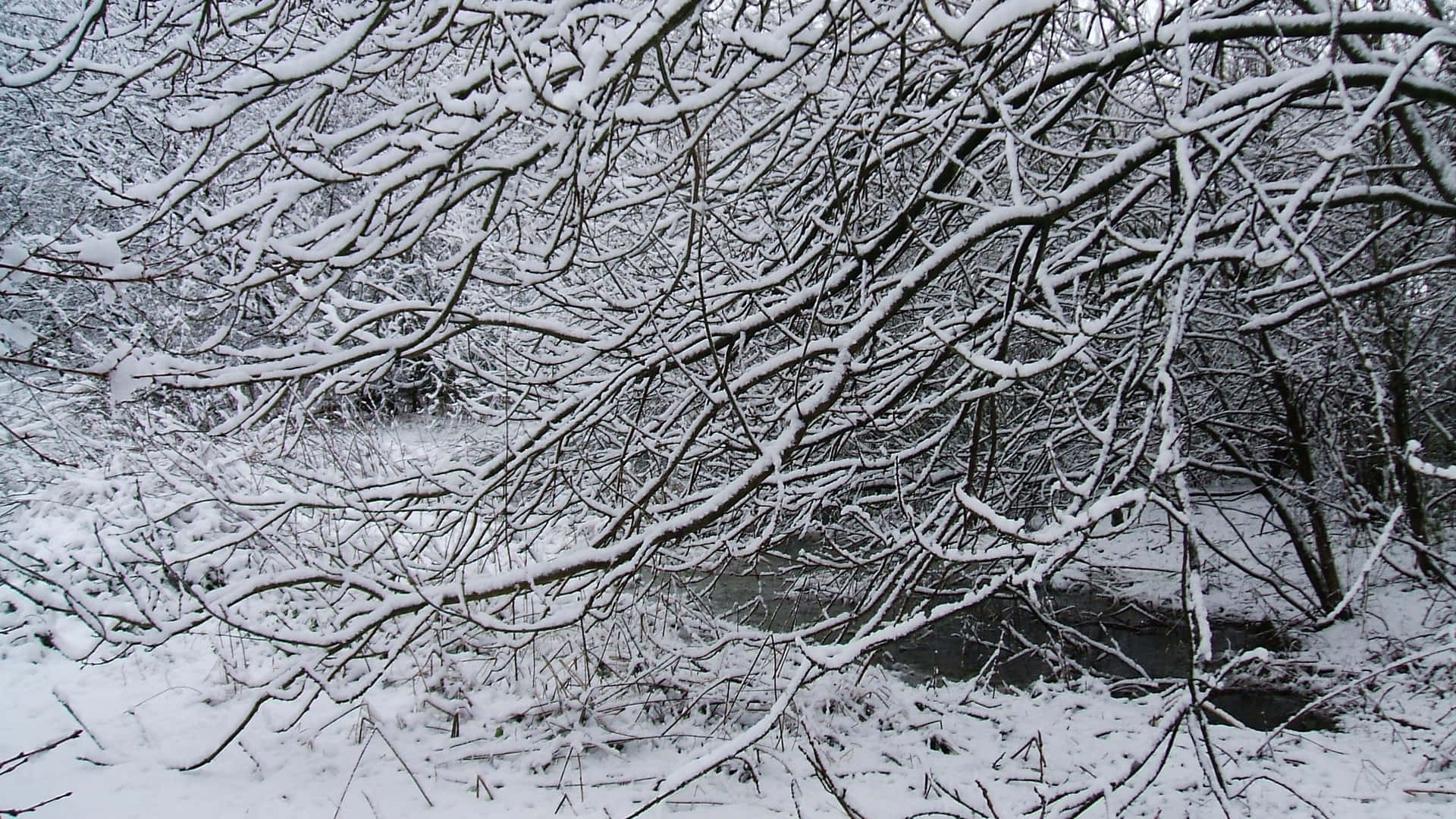 白雪覆蓋的樹枝框住了冬季森林中一條黑暗流淌的小溪。