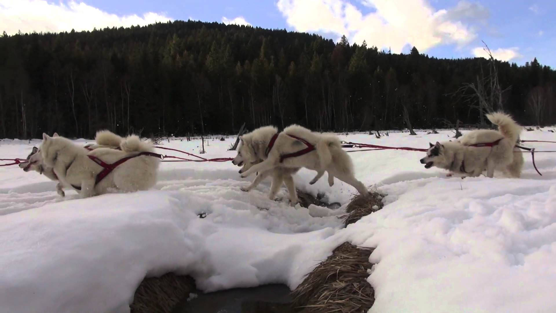 雪橇犬冬季風景 壁紙 — 三隻白色雪橇犬佩戴挽具，在深雪中沿著結冰的小溪奔跑，背景是樹木繁茂的山丘。