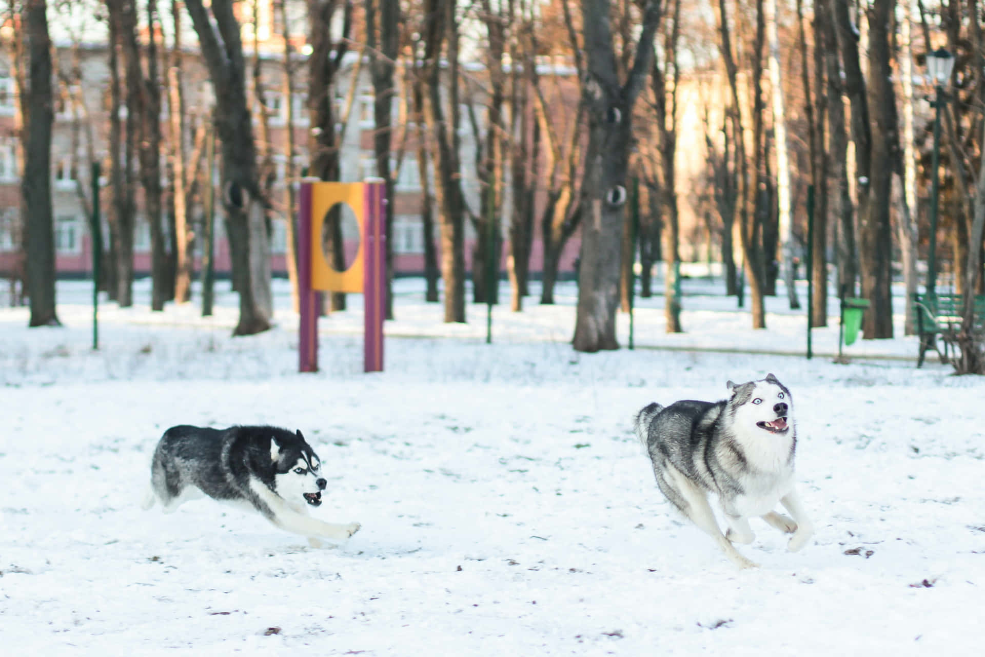 兩隻哈士奇在冬季公園的雪中奔跑，周圍有光禿的樹木。