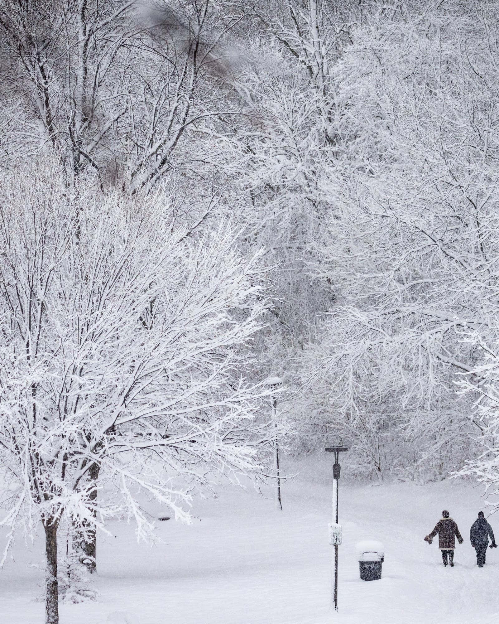 雪滿的冬夜場景 壁紙 — 兩個人走過一個寧靜的冬季公園，白雪覆蓋，霜凍的樹木在頭頂彎曲成拱形。