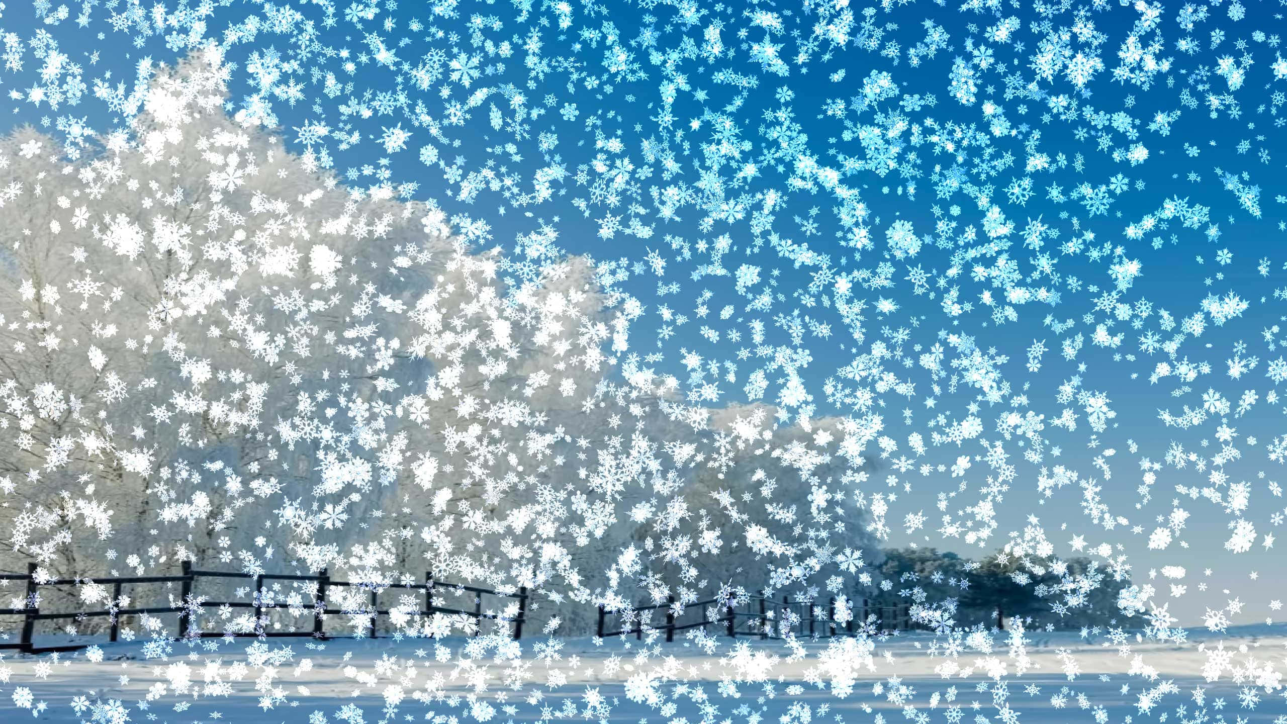 Winter Blues 桌布 壁紙 — 雪花在明亮的藍天中飄過，覆蓋著白雪的樹木和木柵欄的冬日景象。