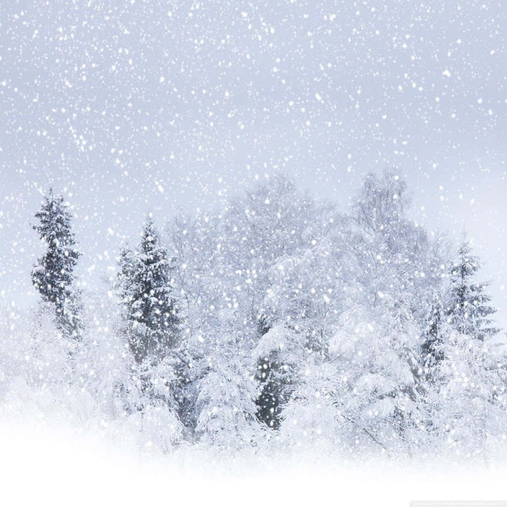 Snowstorm 桌布 壁紙 — 雪花在蒼白的冬日天空下，輕輕飄過一片積雪的常青樹林。