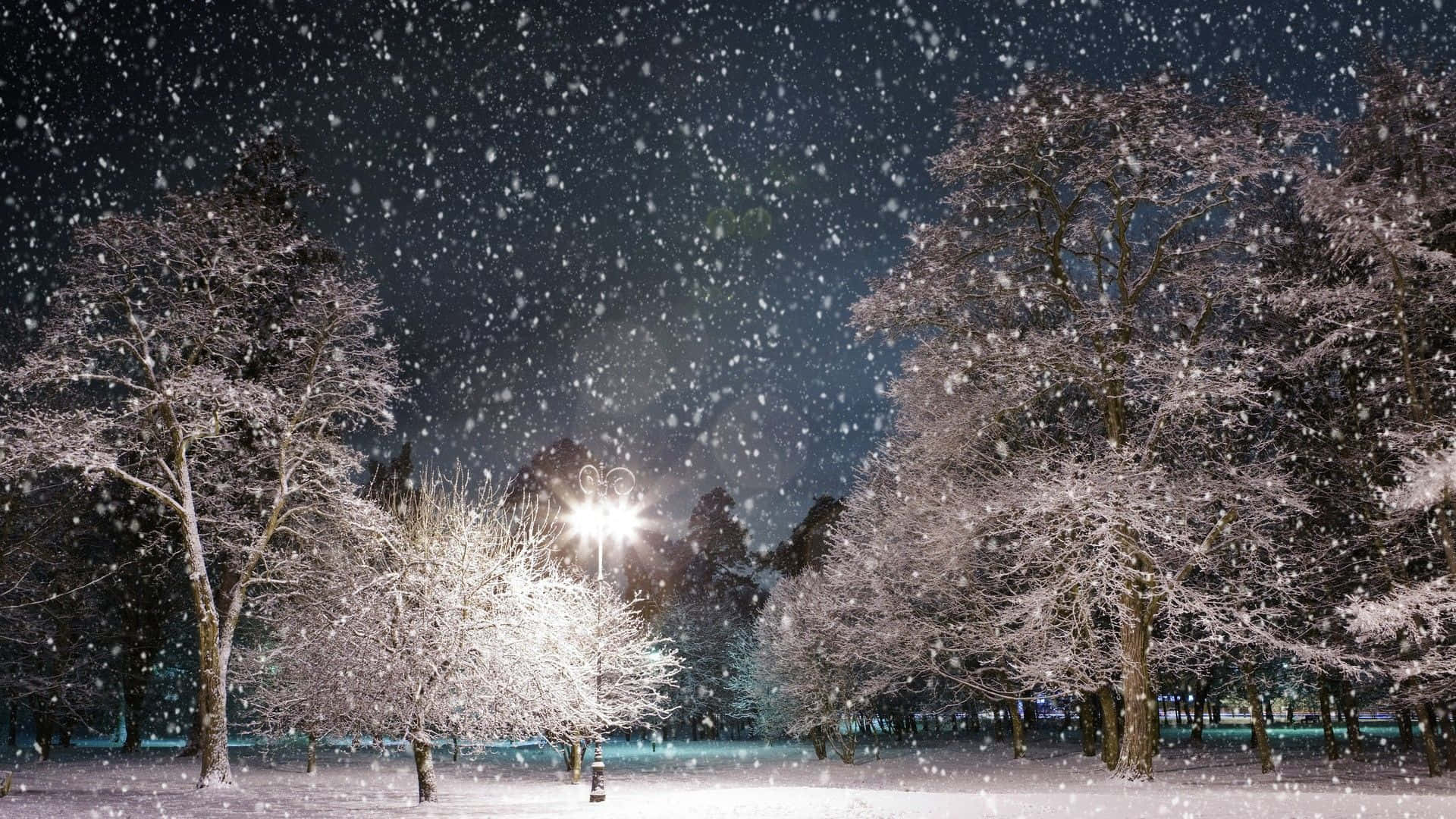Winter Holiday 桌布 壁紙 — 雪花在街燈的光芒下飄舞，照亮了寧靜冬夜公園中積雪的樹木。