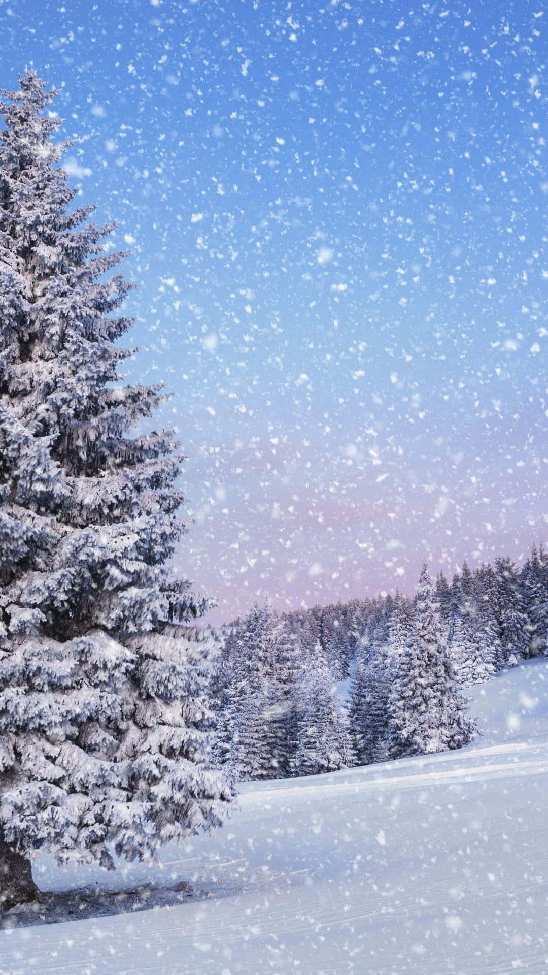 winter wonderland 桌布 壁紙 — 雪花在黃昏時分飄過白雪覆蓋的松樹林上方清澈的藍天。