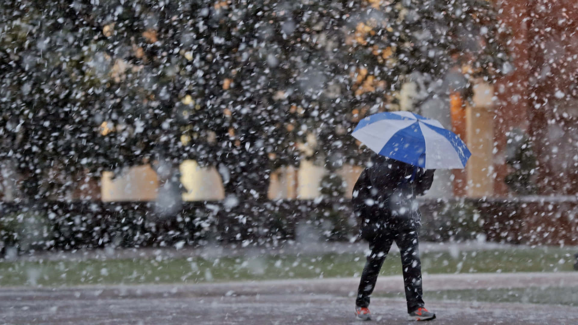雪花灑落在雨傘上 壁紙 — 一個孤獨的身影在漫天大雪中行走，手持一把藍白相間的雨傘，背景是模糊的城市景觀。