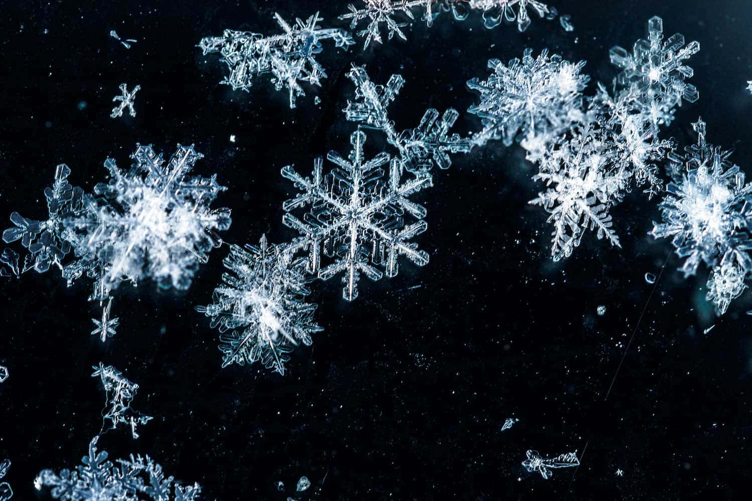 「雪花的精緻之美」 壁紙 — 精緻複雜的雪花在深黑色背景上閃爍著冰冷的光芒。