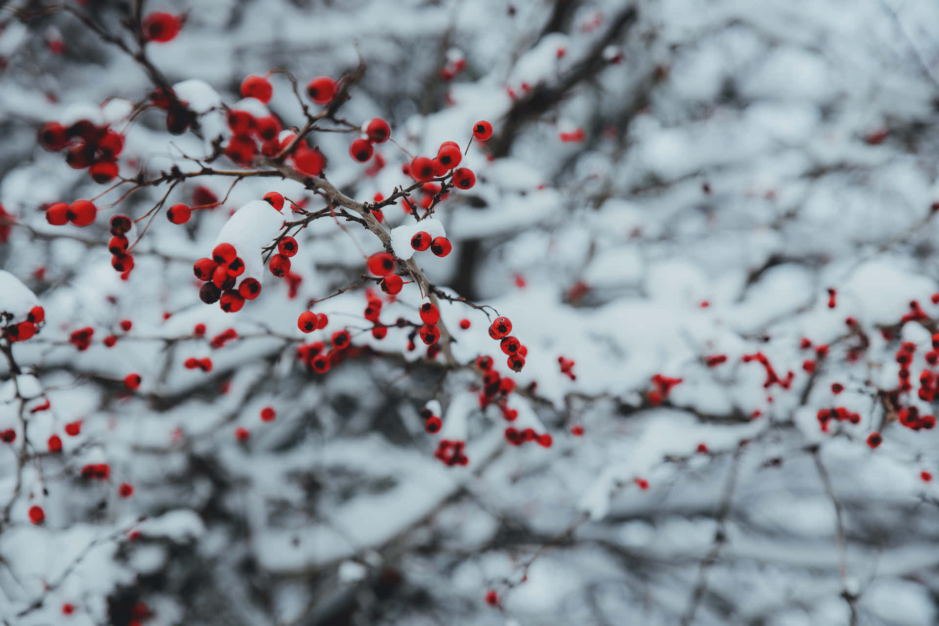 冬日裡覆蓋著白雪的樹枝上掛著鮮紅的漿果。