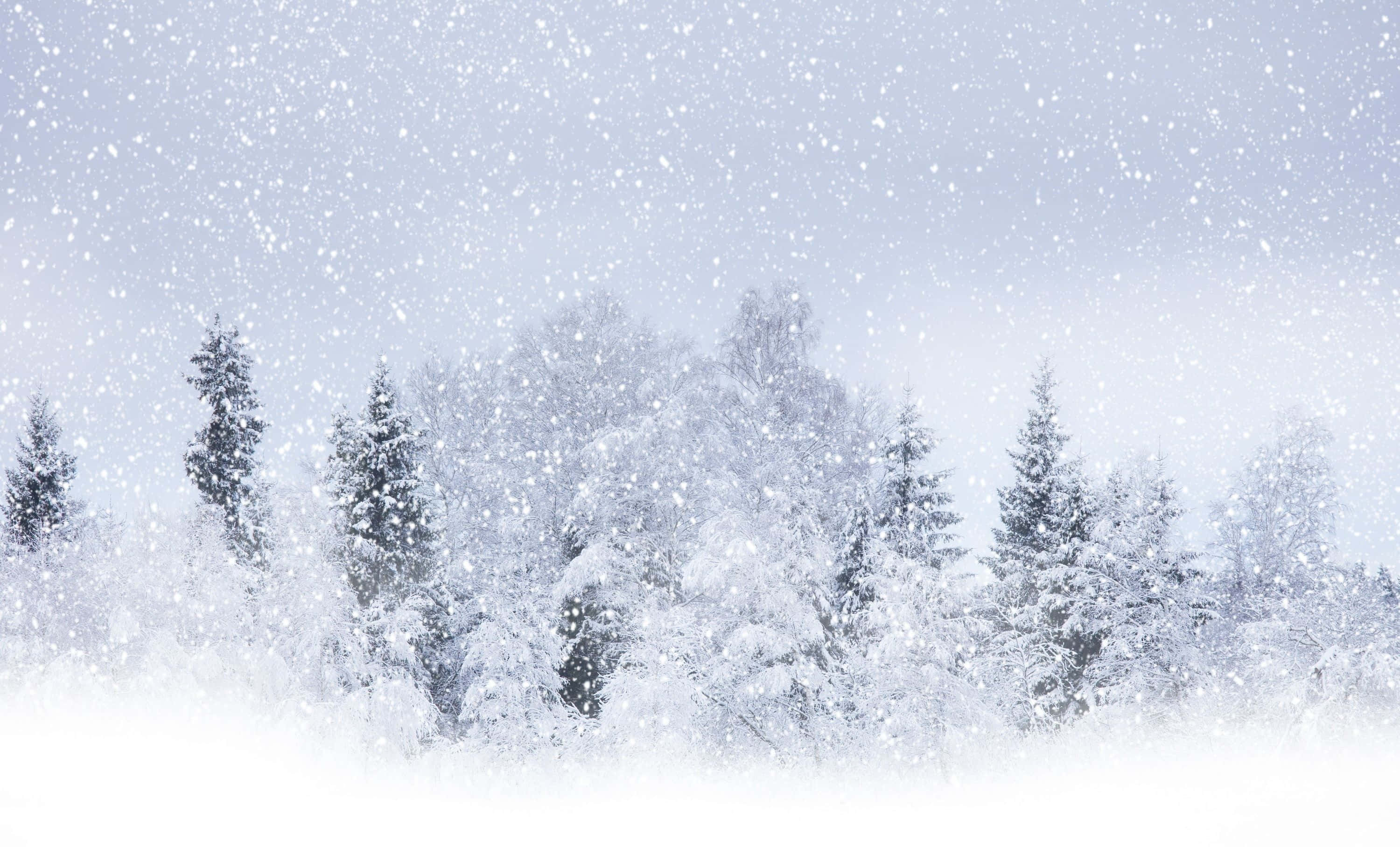 Snowstorm 桌布 壁紙 — 雪花輕輕飄落在白雪覆蓋的常青樹林上，蒼白的冬日天空下。