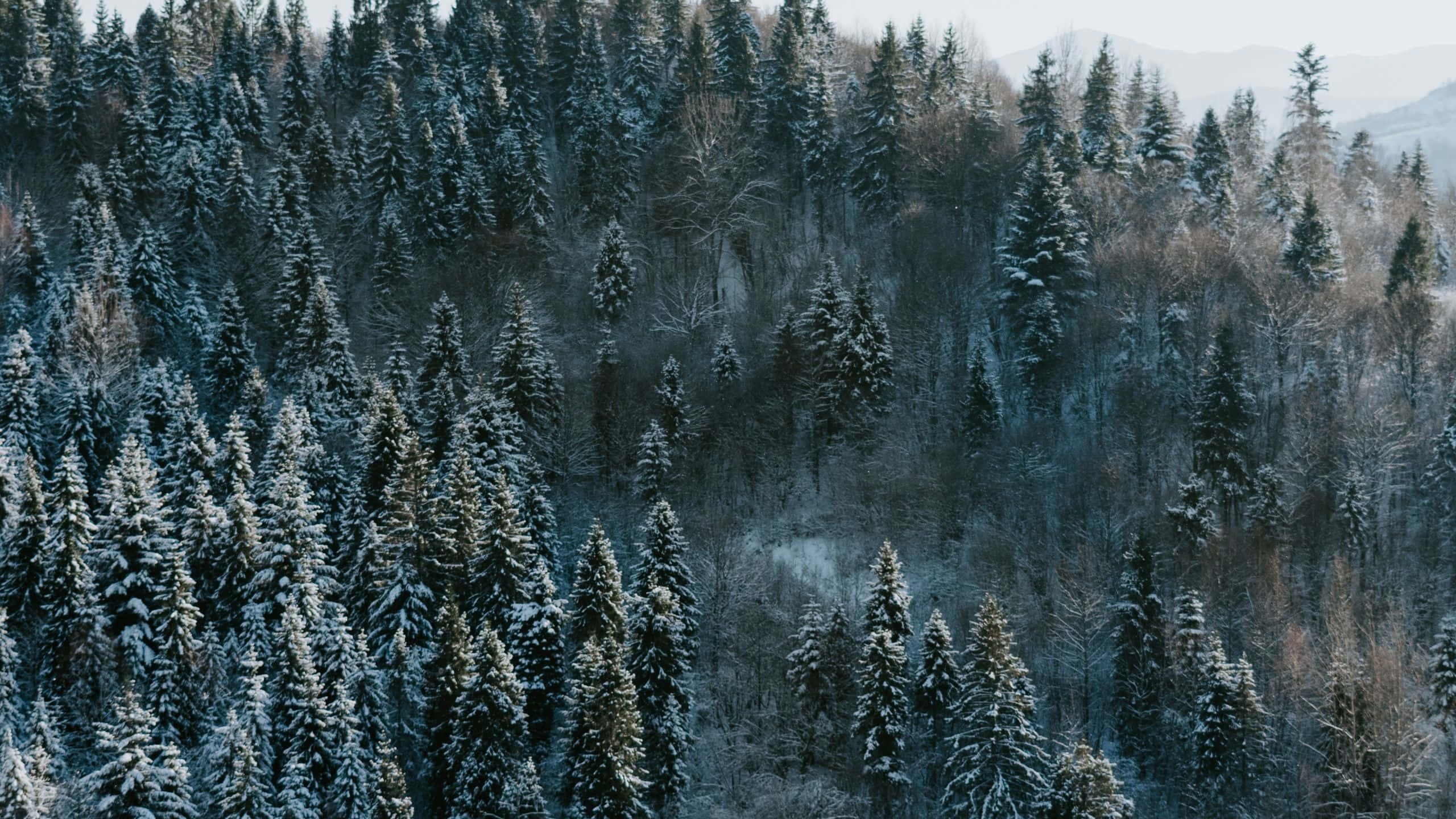 雪花點綴松樹背景 壁紙 — 一片茂密的冬季森林，白雪覆蓋的常青樹在蒼白的天空下延伸至丘陵地帶。
