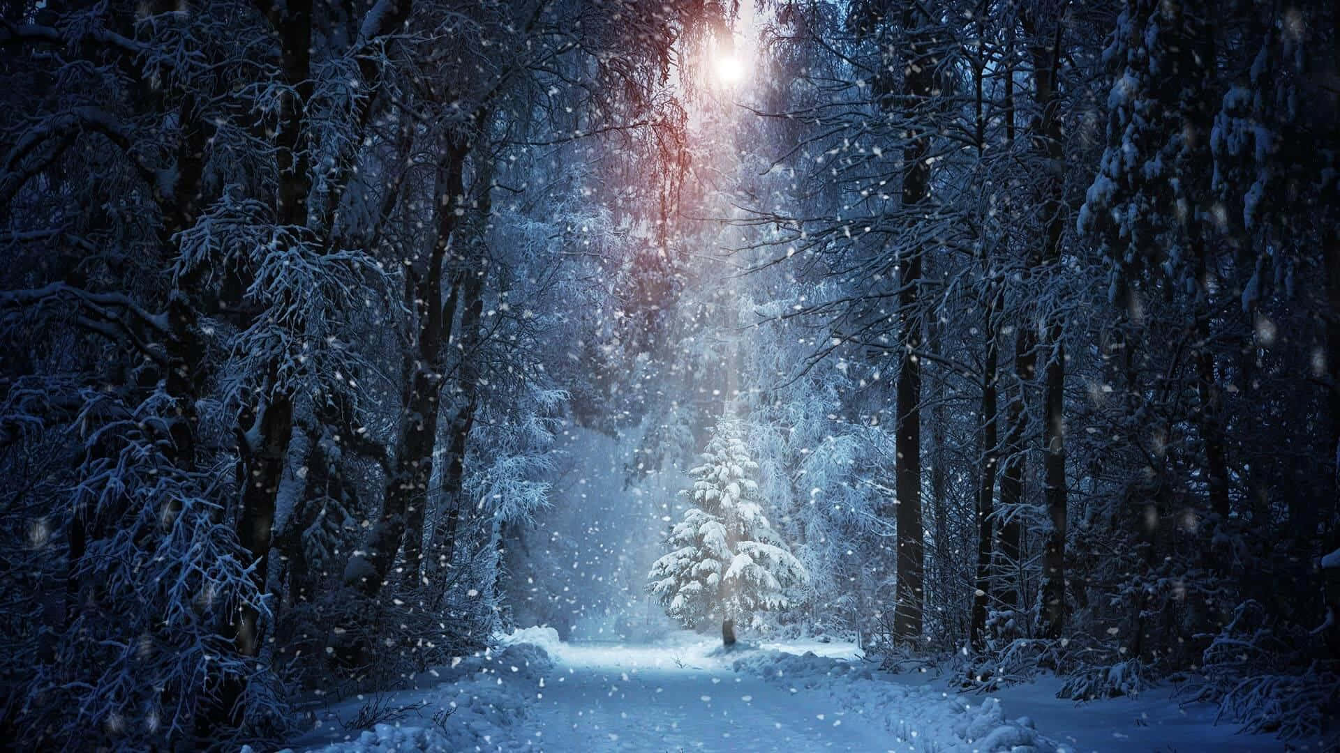 雪落於如畫景致 壁紙 — 一條積雪森林小徑通向一棵在明亮月亮下發光的樹，雪花飄落。