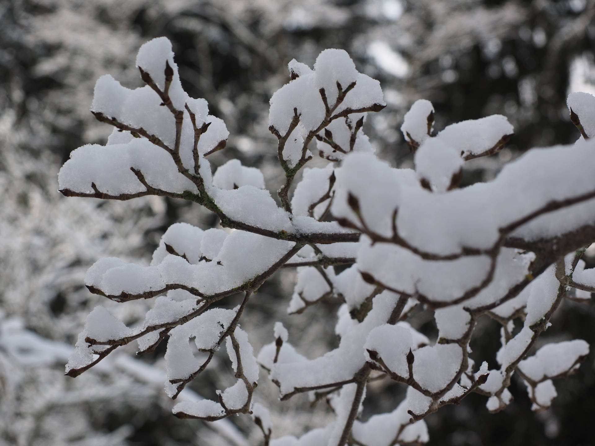冬日森林中白雪覆蓋的樹枝