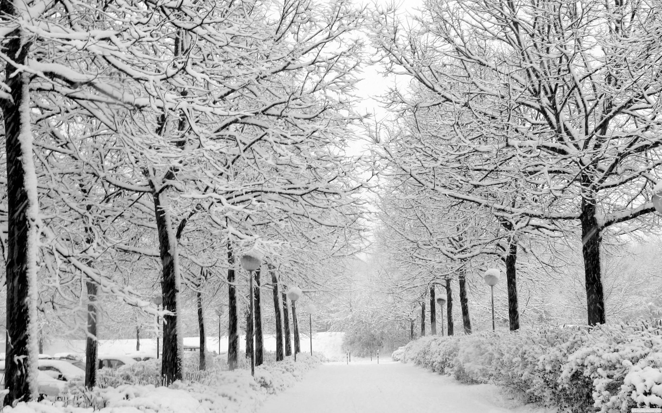 雪覆公園小徑 壁紙 — 一條被雪覆蓋的小徑蜿蜒穿過冬季公園，兩旁是光禿禿的樹木，在陰天天空下堆滿了新鮮的雪。