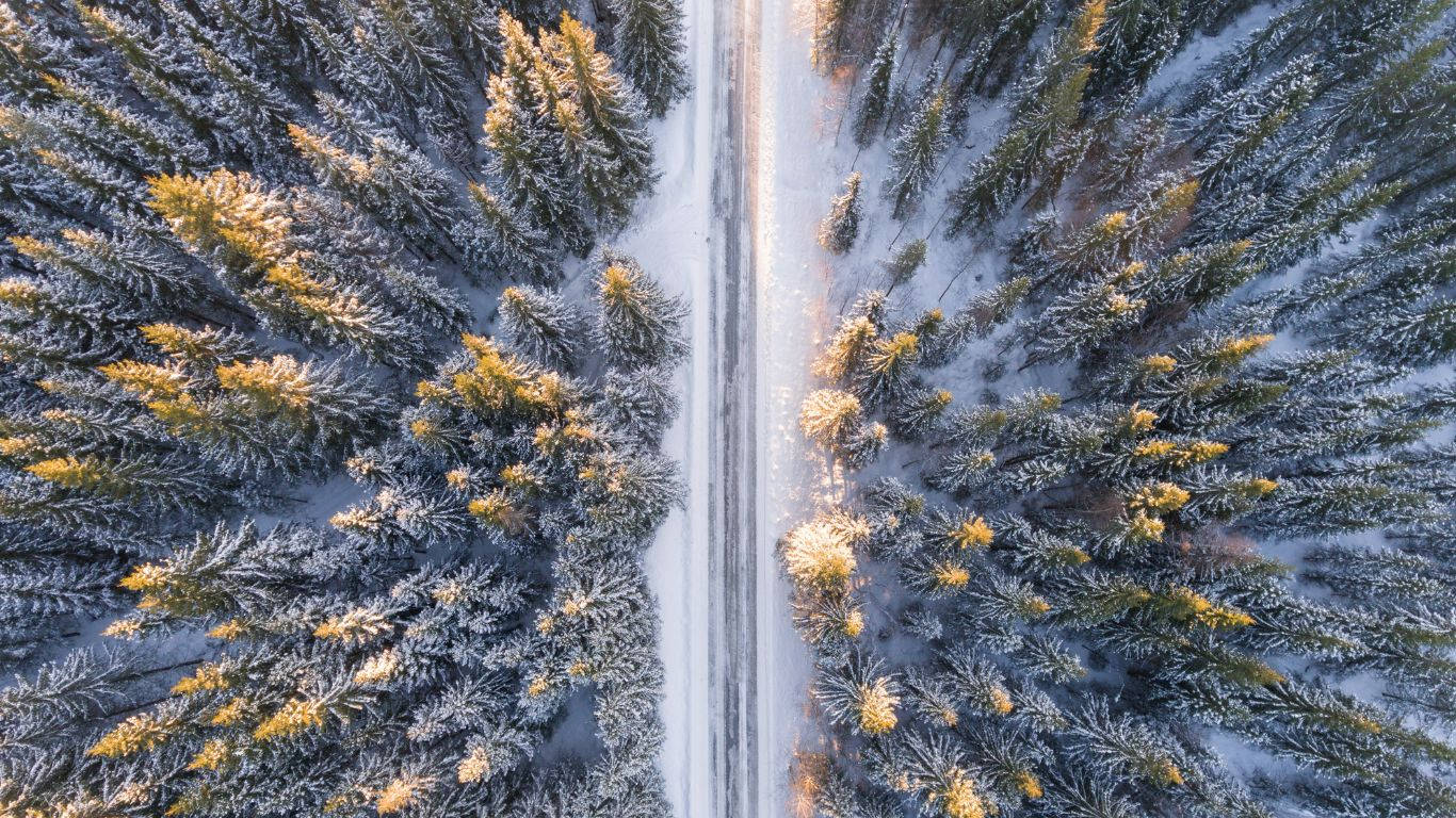 一條積雪的道路蜿蜒穿過霜雪覆蓋的常青樹林，沐浴在金色光芒中。