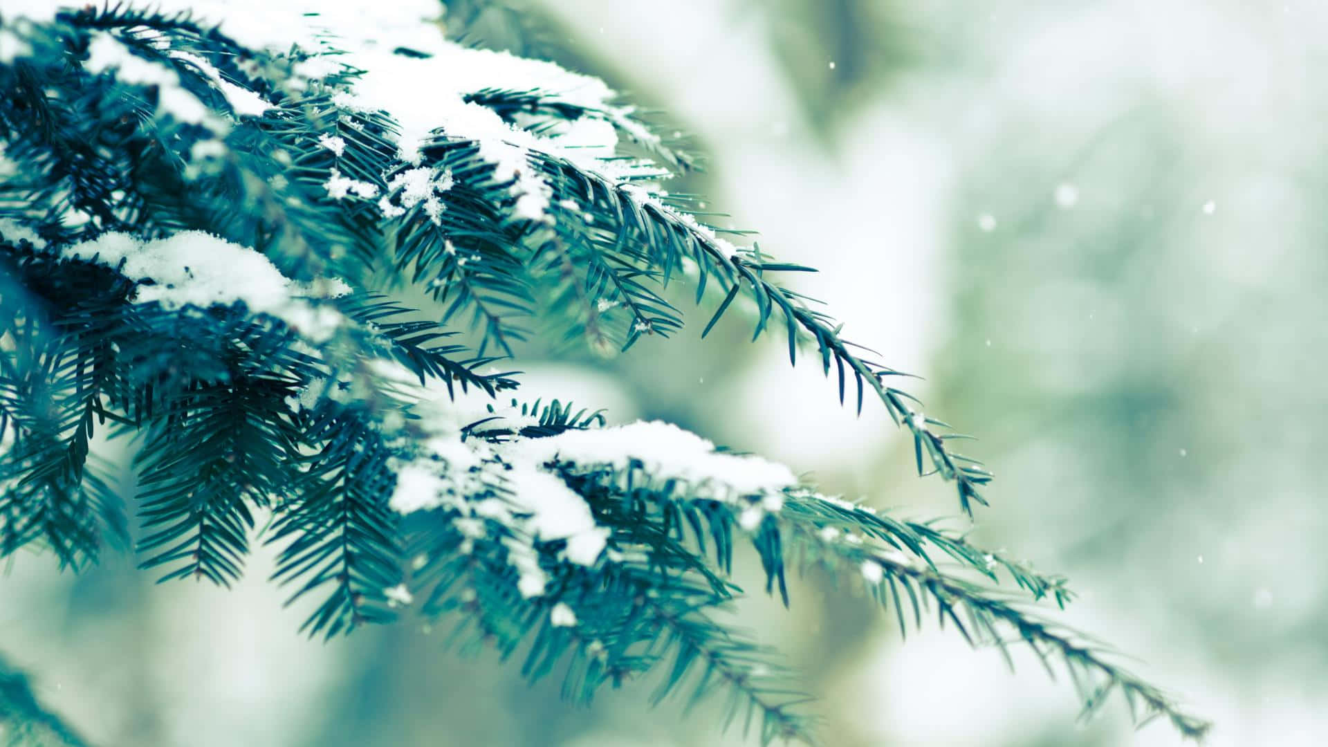 雪覆小徑與冷冽冬晨的冷杉林 壁紙 — 白雪輕輕覆蓋在鮮綠的松針上，背景是柔和的模糊冬日景象。