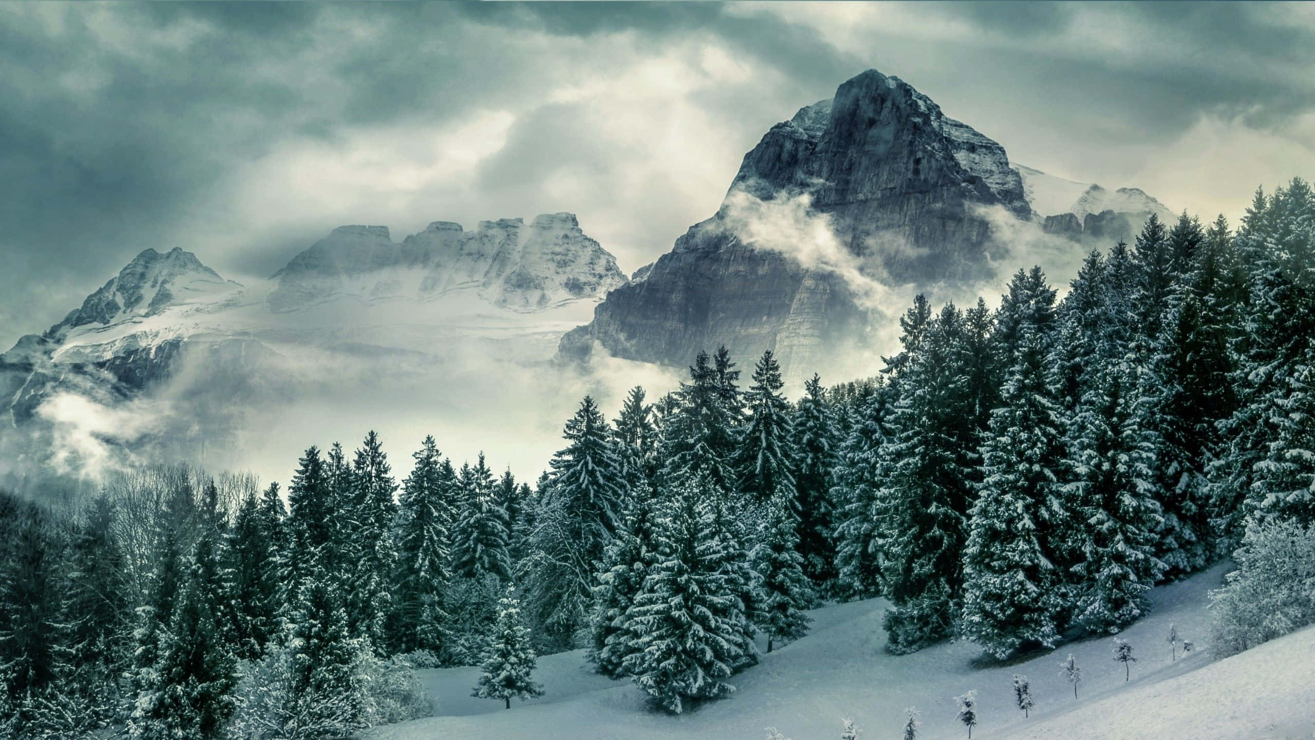 雪覆山巒松樹背景 壁紙 — 白雪覆蓋高聳的山峰和茂密的常綠森林，天空陰沉多雲。