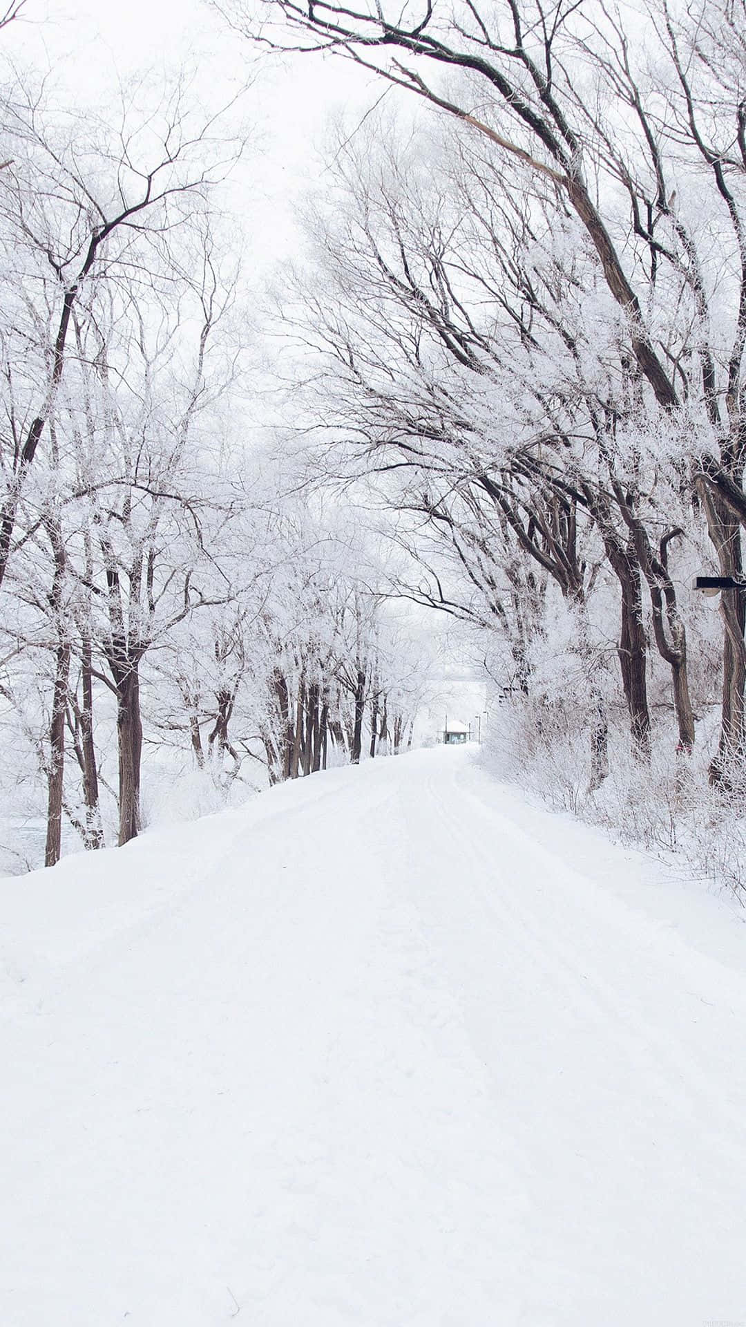 冬季森林中光禿禿的樹木排列的雪路，陰天天空下