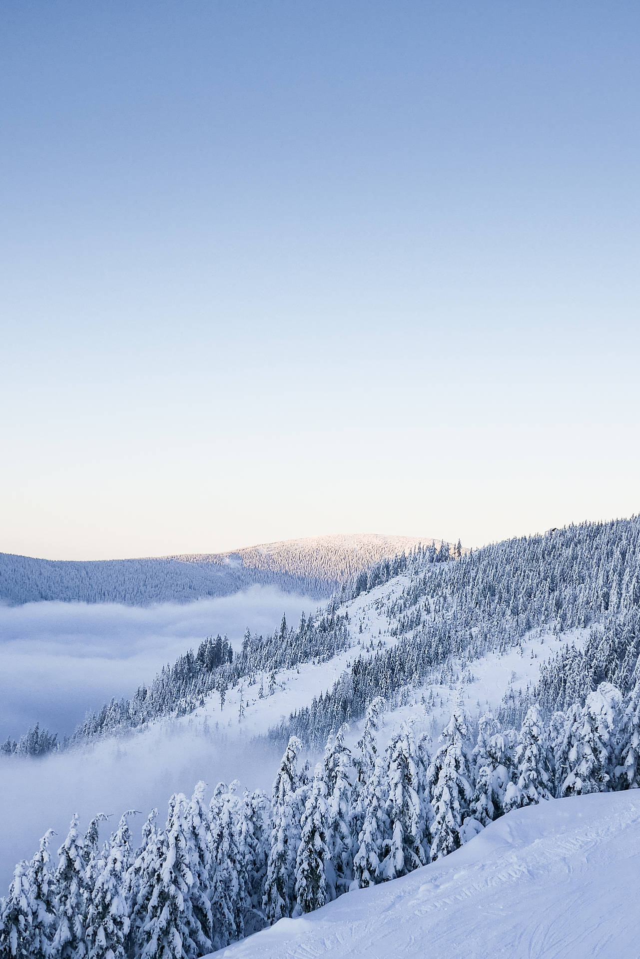 白雪覆蓋的山脊，松樹聳立在雲海之上。