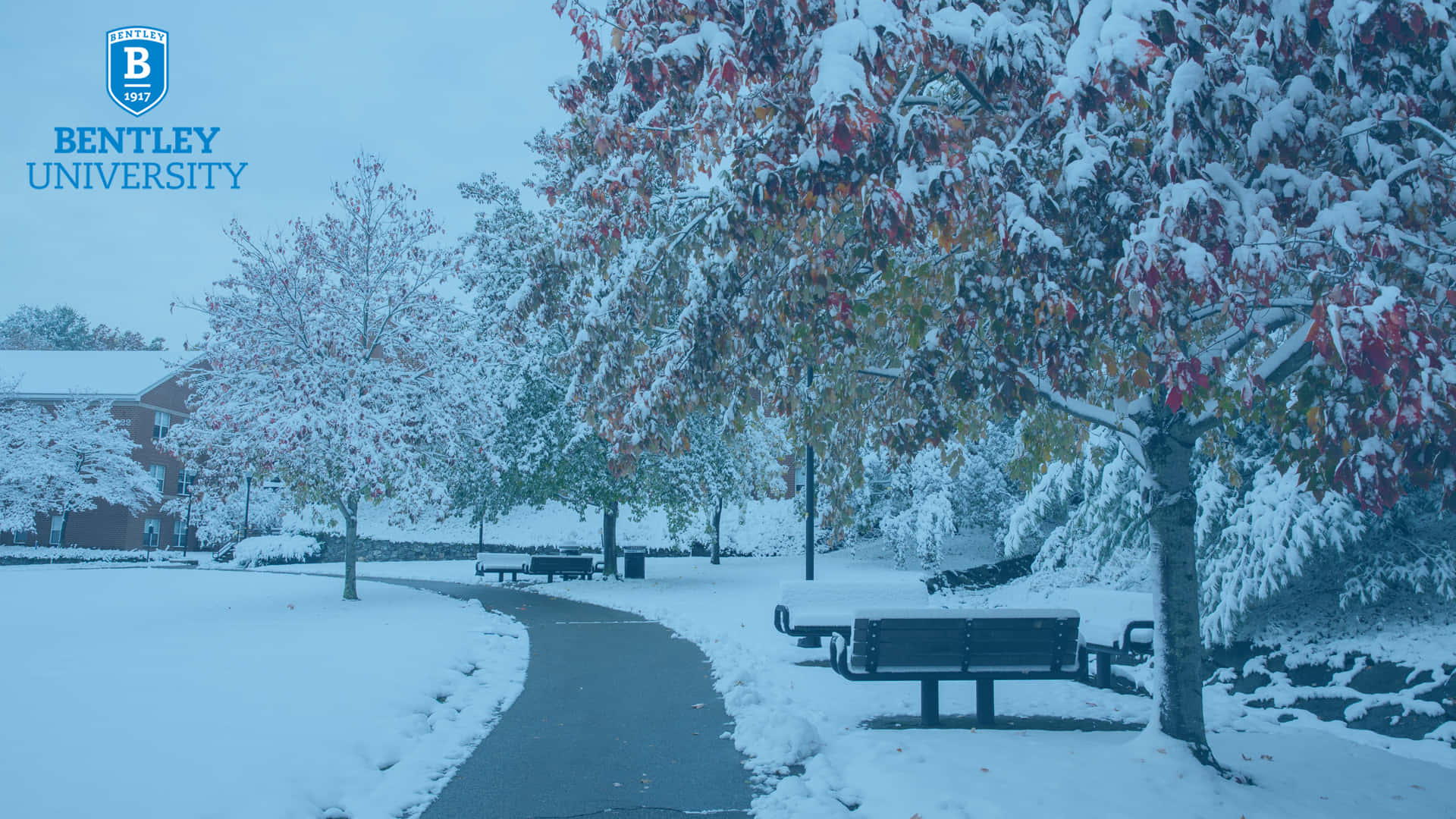 雪覆山谷的空中俯瞰視角 壁紙 — 白雪覆蓋校園小徑，兩旁樹木在蒼白的冬日天空下仍掛著秋葉。