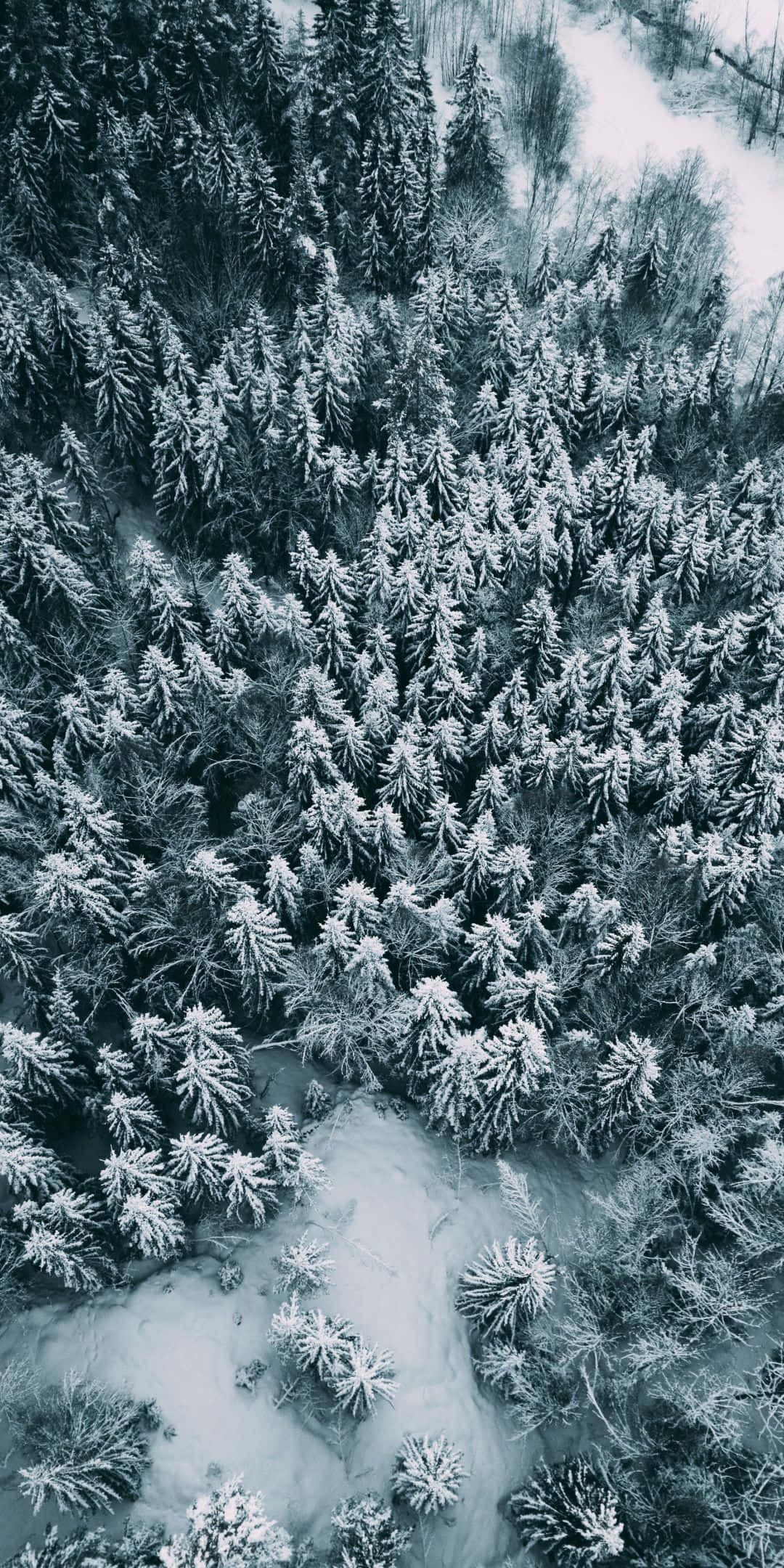 雪覆松林鳥瞰背景 壁紙 — 冬季森林中，白雪覆蓋的松樹蜿蜒穿過結冰河流的鳥瞰圖。