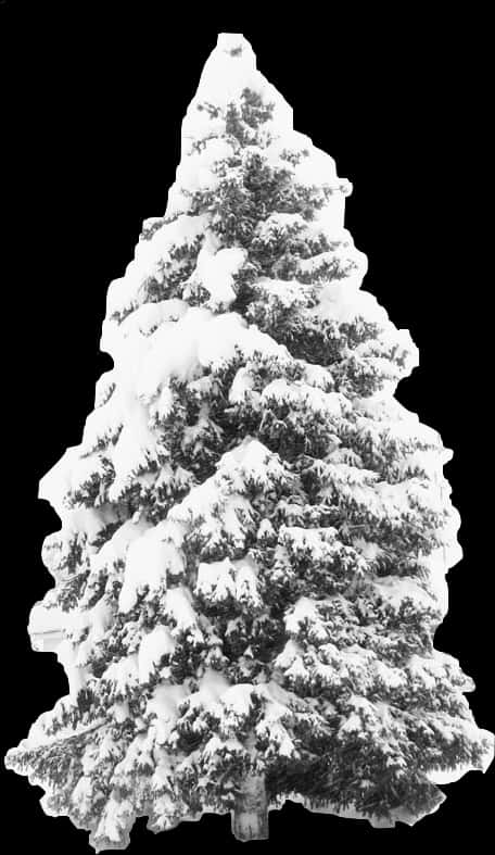雪覆松樹 壁紙