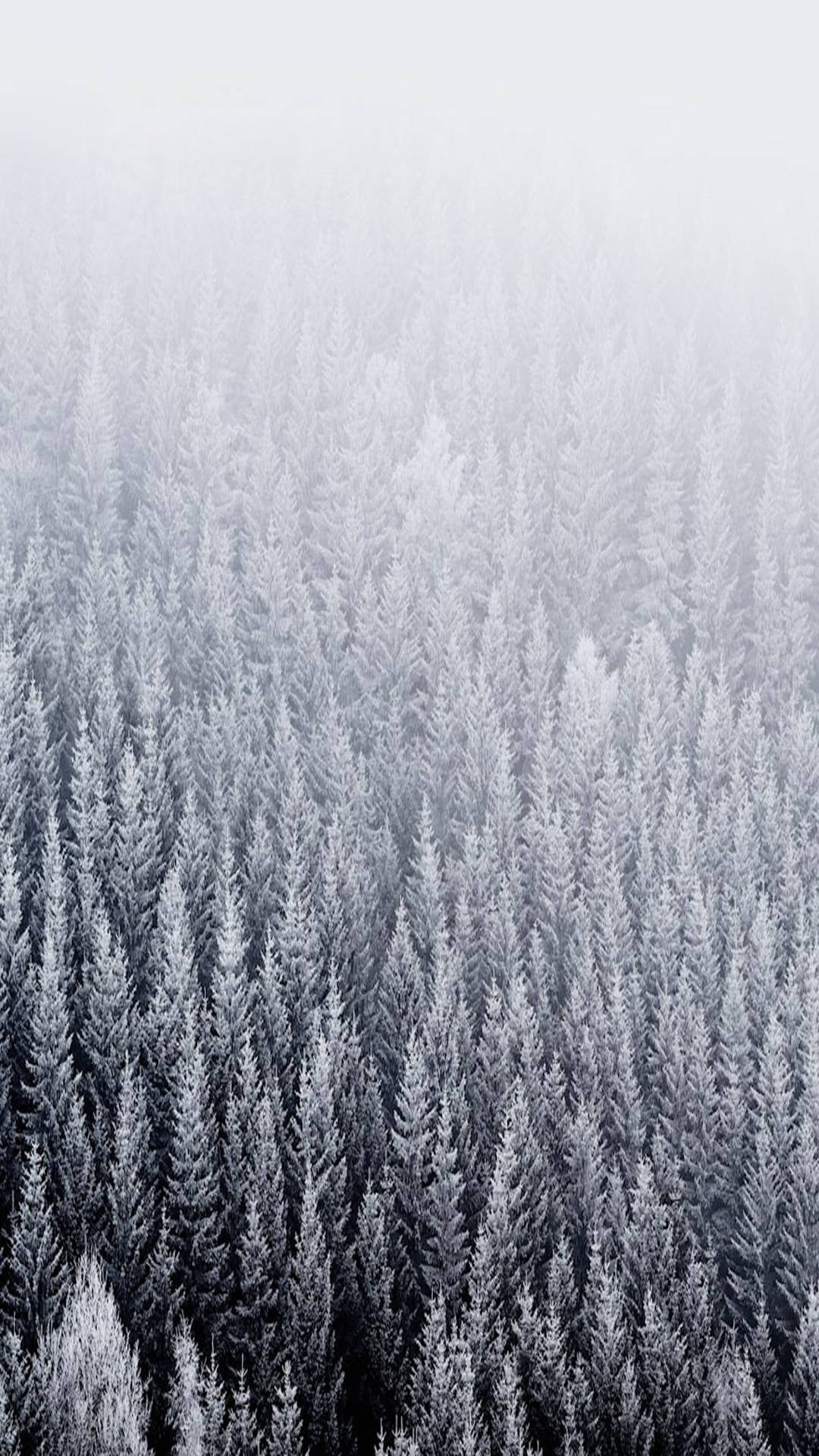 從上方俯瞰被迷霧籠罩的雪松林