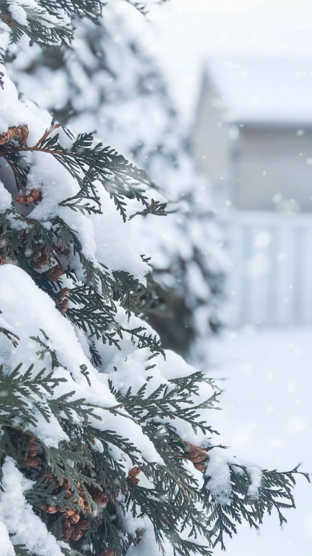 冬日白雪覆蓋的常綠樹枝和松果。