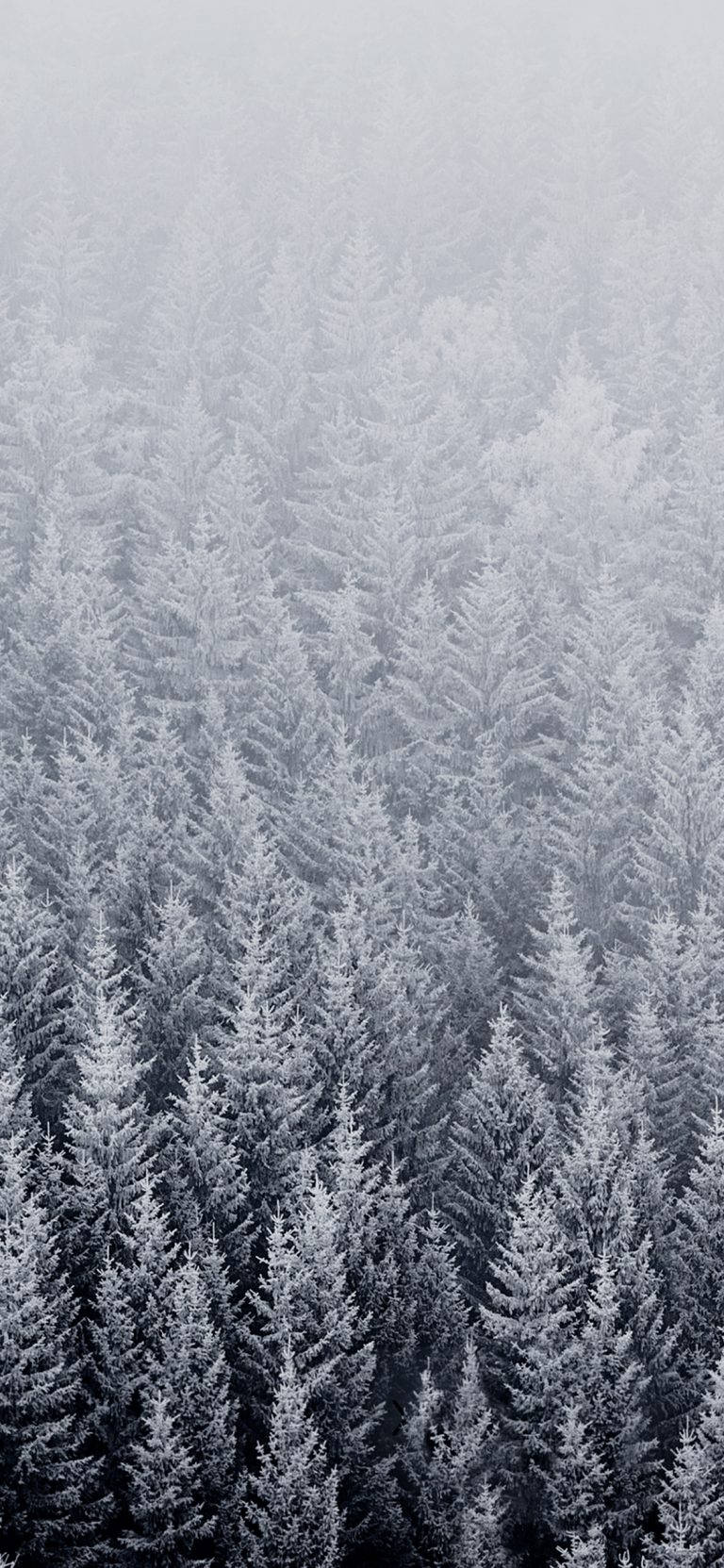 雪松林中，霧氣瀰漫的天空下，被霜覆蓋的常綠樹木。