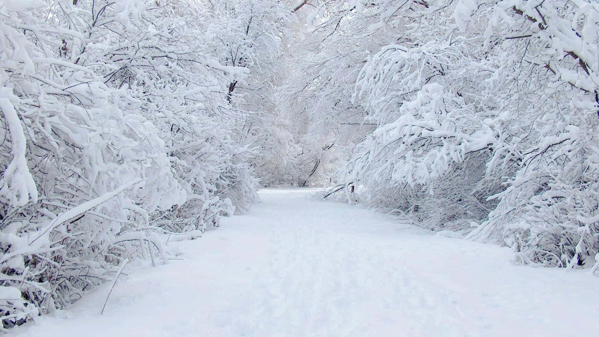 雪覆森林小徑 壁紙 — 一條寧靜的積雪森林小徑蜿蜒穿過在柔和日光下掛滿純白積雪的樹木。
