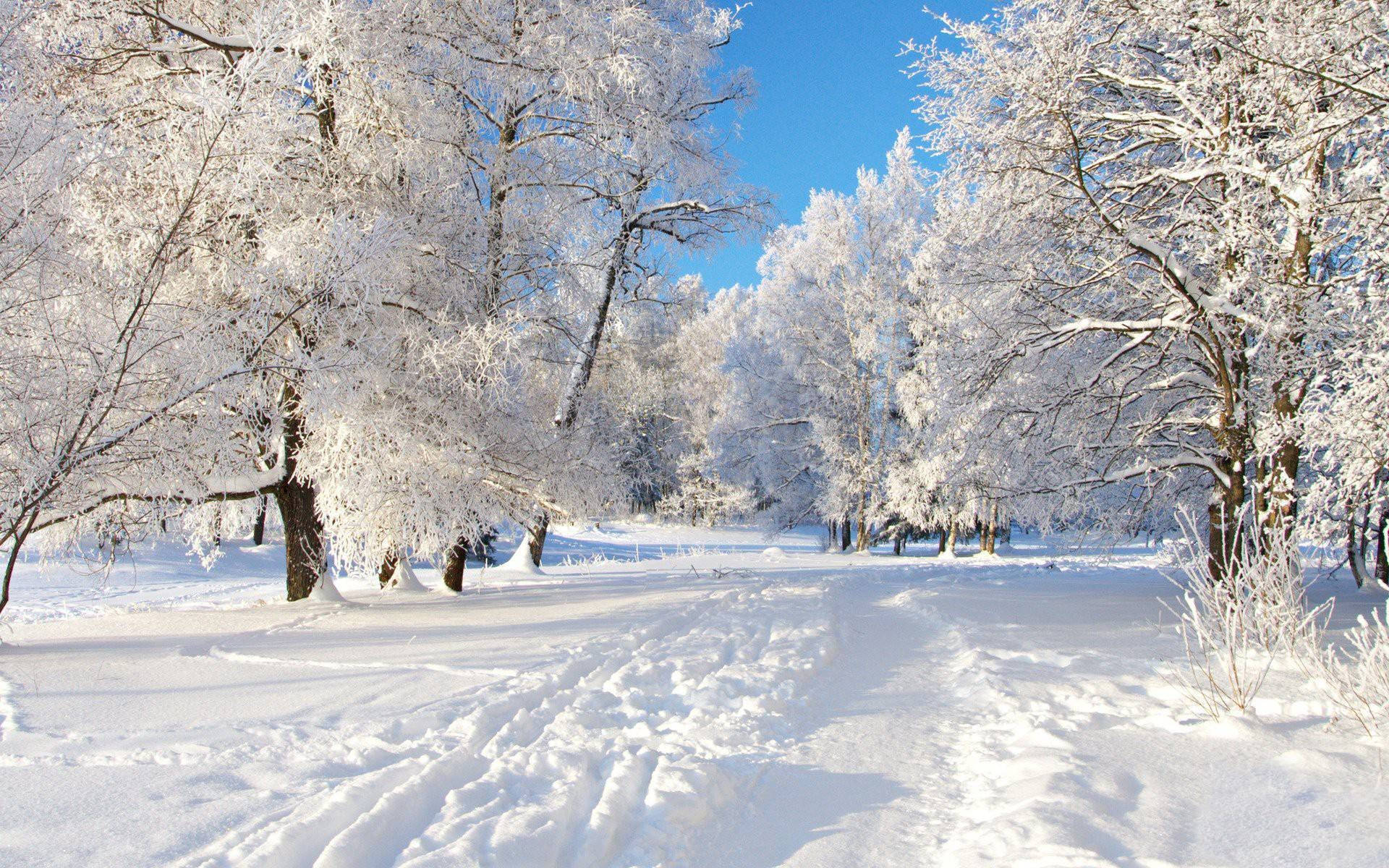 雪覆森林小徑冬季桌面壁紙 壁紙 — 一條白雪覆蓋的森林小徑蜿蜒穿過結霜的樹木，在清澈的藍色冬日天空下。