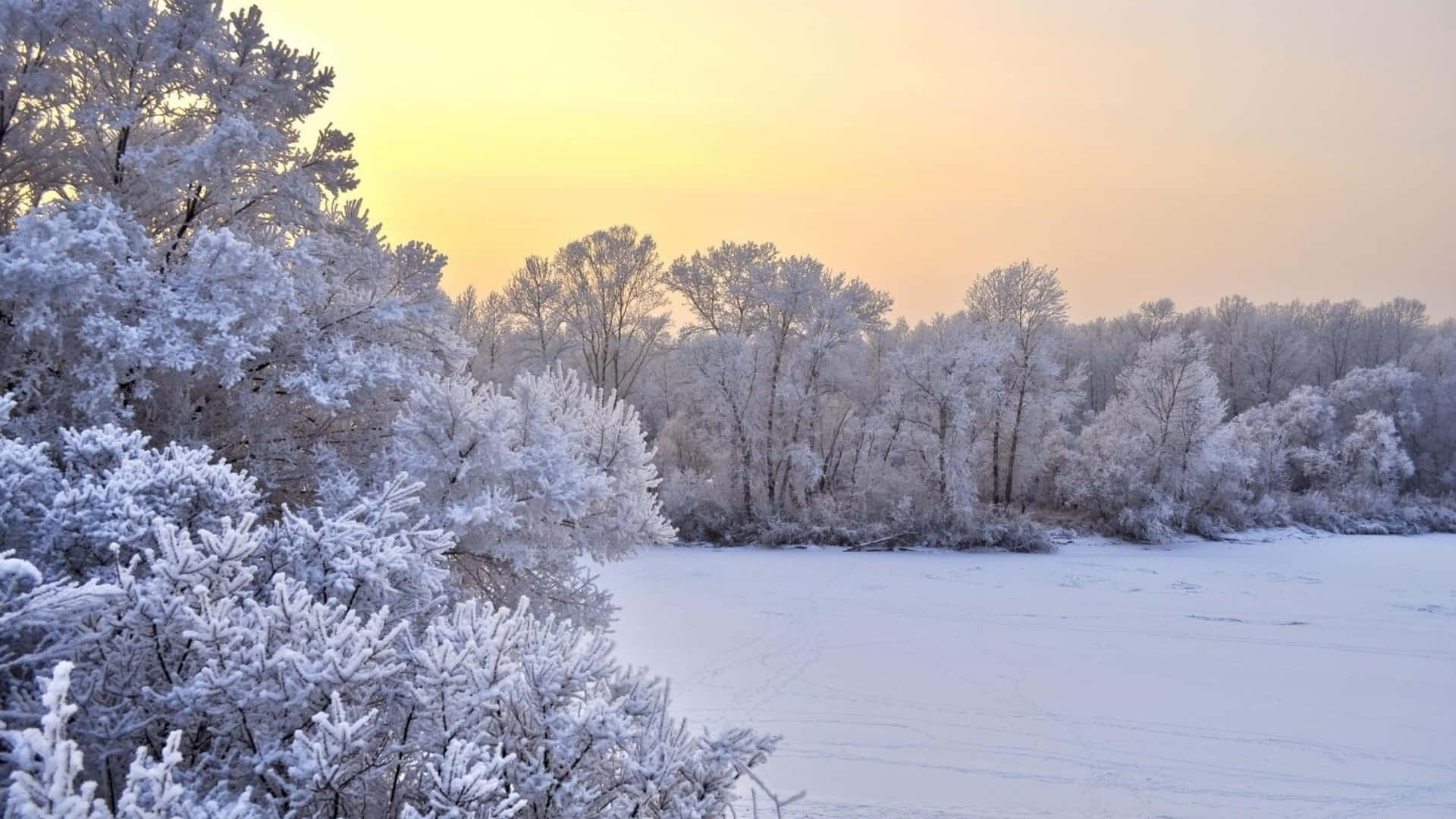 雪覆森林的冬季夜空美景 壁紙 — 結冰的樹木和灌木在柔和的金色日出下閃閃發光，映照在白雪覆蓋的冰凍湖面上。