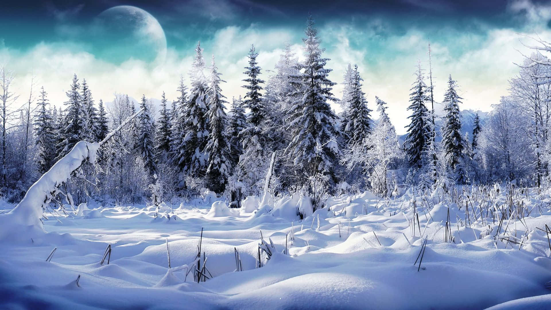 夜晚大雪月下的雪松林。
